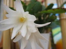 Zygocactus truncatus,Thanksgiving Cactus, Christmas Cactus, Easter Cactus,زیگو کاکتوس
